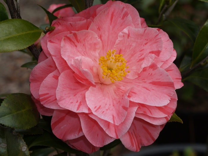 Camellia Lady Vansittart 3 Gal