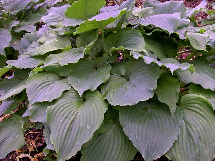 Hosta Krossa Regal 1 Gal