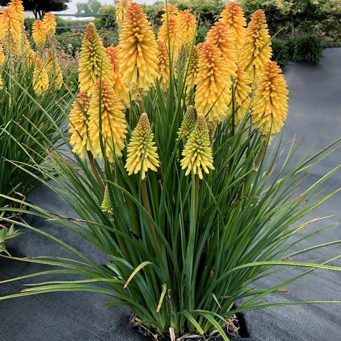 Red Hot Poker Poco Citron 1 Gal