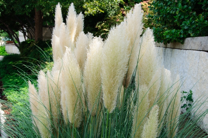 Pampas Jet Stream Dwarf Grass 5 Gal