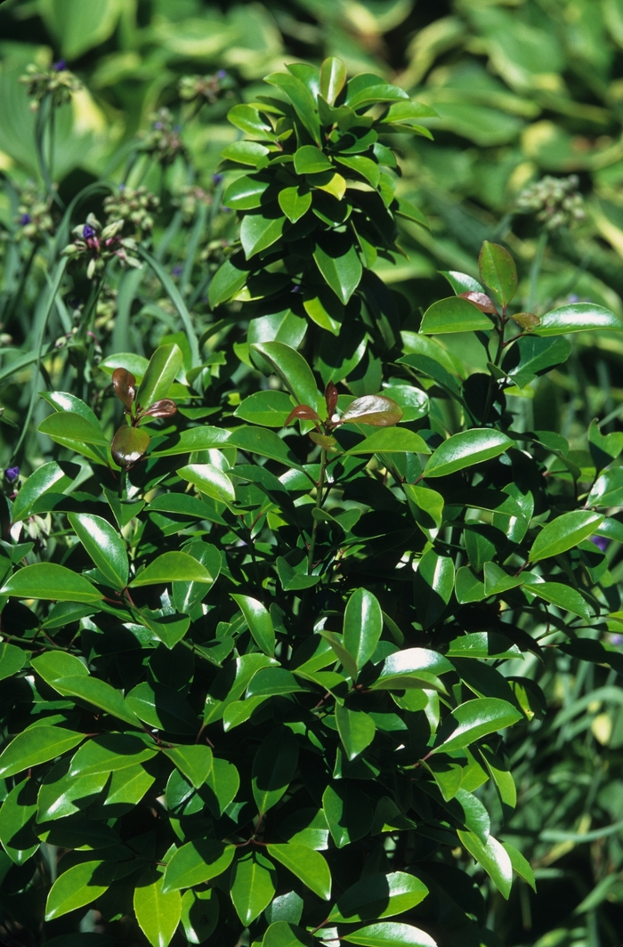 Screen Play Holly 15 Gal