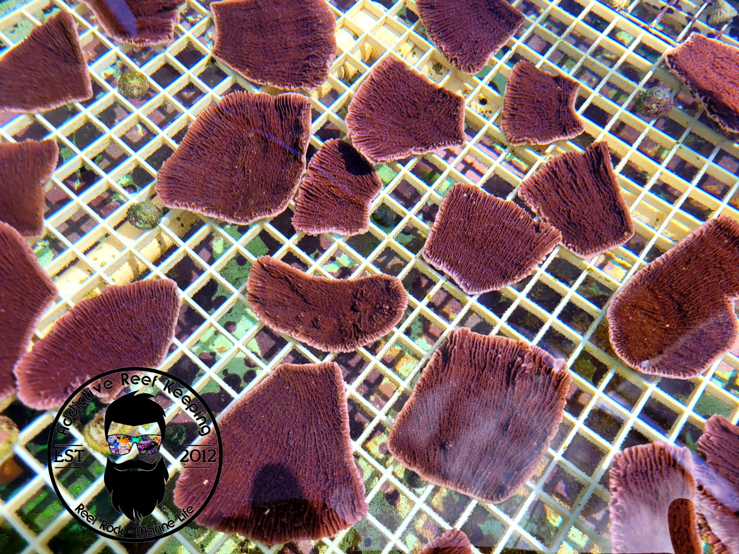 ARK Purple Capricornis Montipora 2-3″ Frag