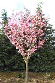 Kwanzan Cherry (Prunus), 7 gallon