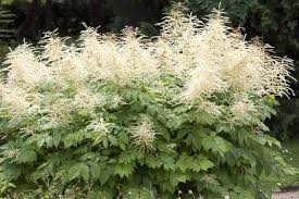 Goat's Beard (Aruncus), 1 gallon