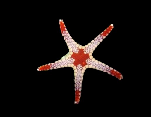Marble Starfish