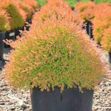 Fire Chief Arborvitae (Thuja), 2 gallon