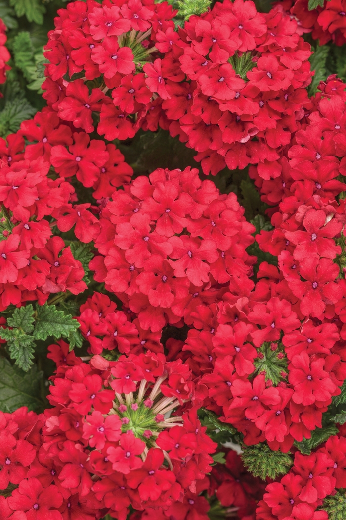 Verbena Superbena Pink Shades Quart