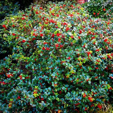 Blue Twins Holly (Ilex), 5 gallon