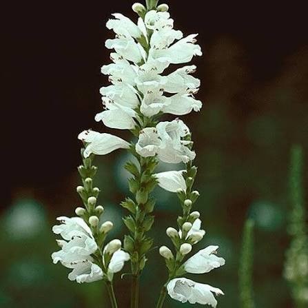 Miss Manners Obedient Plant (Physostegia), 1 gallon