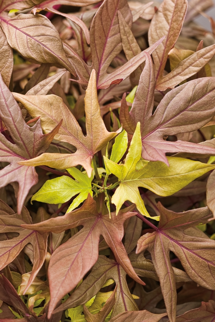 Sweet Potato Vine Illusion Midnight Lace Quart