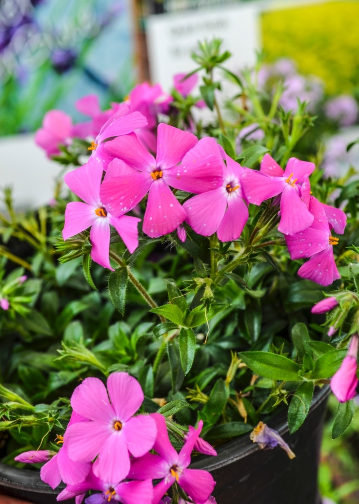 Phlox Paparazzi Jagger 1 Gal