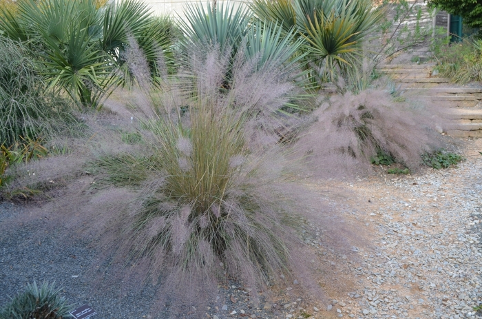 Muhly Grass 5 Gl