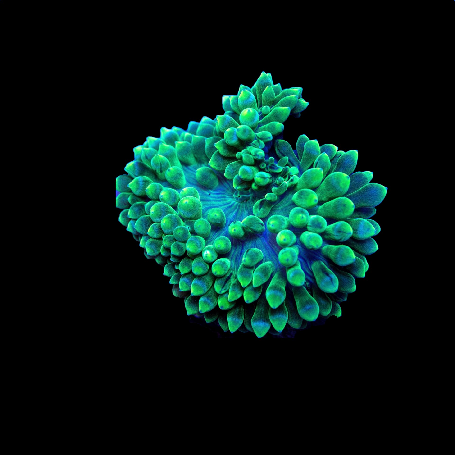 Green Bubble Tip Anemone