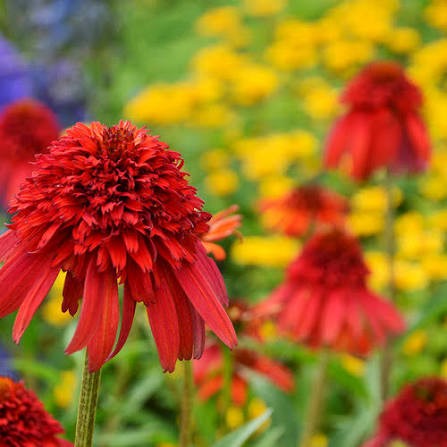 Hot Papaya Coneflower (Echinacea), 1 gallon)