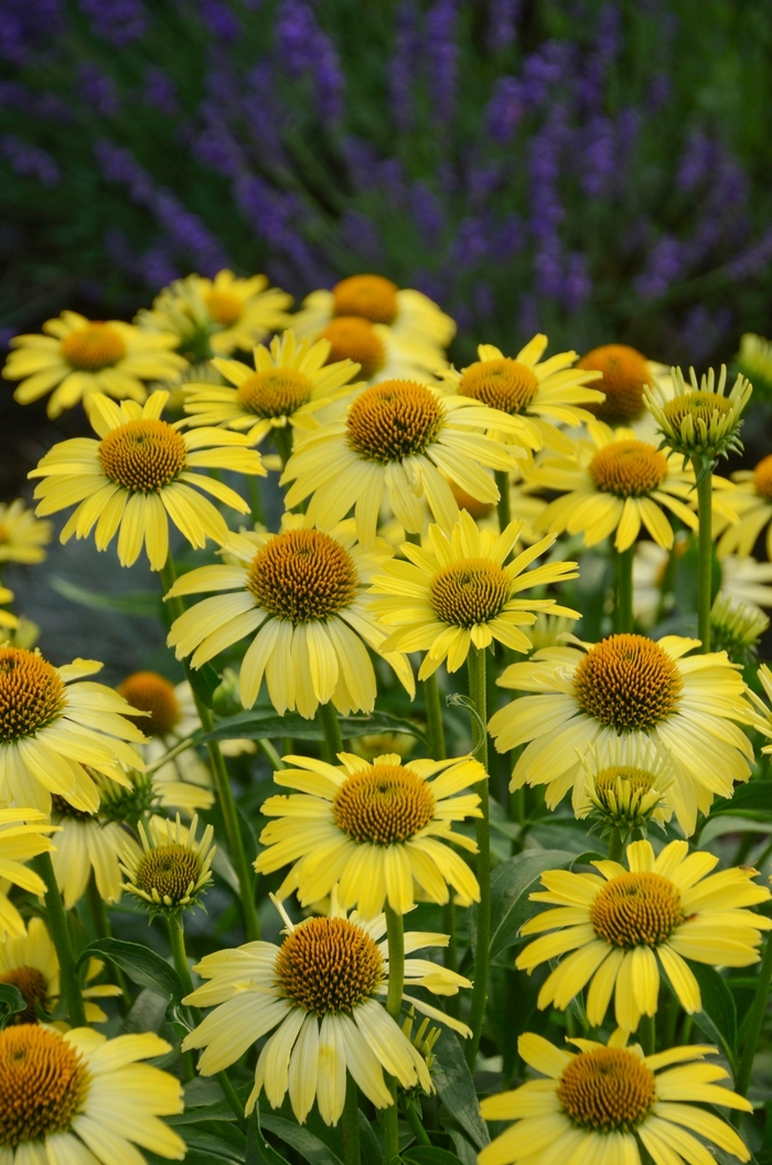 Coneflower Purple 1 Gal