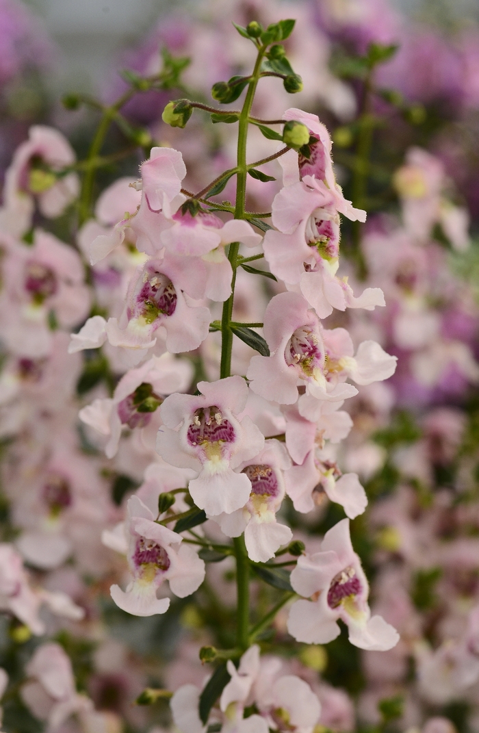 Angelonia Raspberry 1 Gal