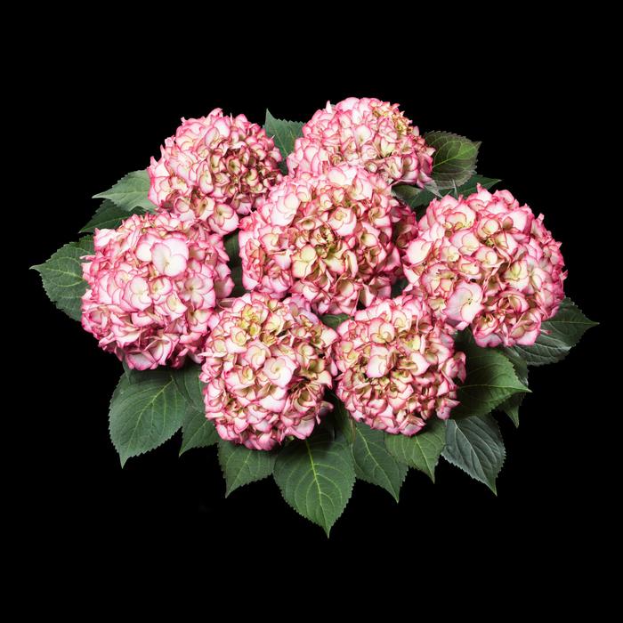 Hydrangea Kanmara Strong Pink 10"
