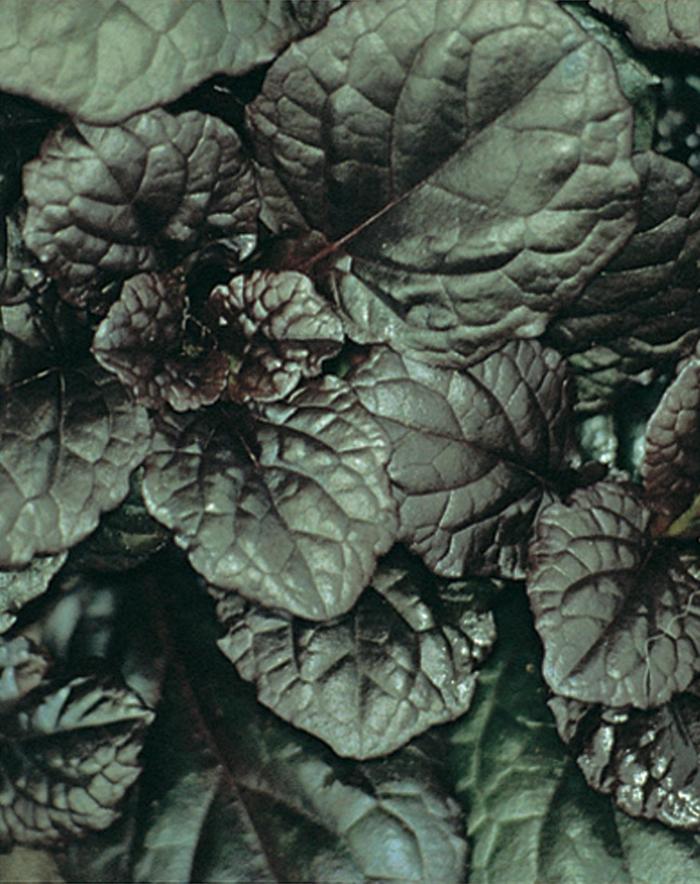 Ajuga Chocolate Chip 18 Count Flat
