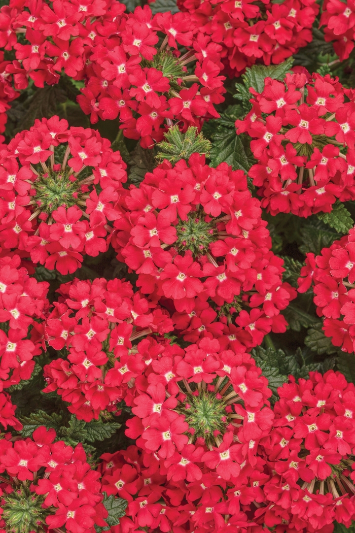 Verbena Sparkling Amethyst 1 Gal