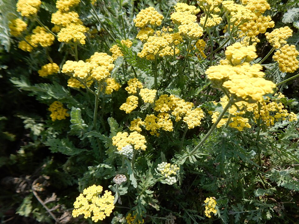 Achillea filipendulina 'Moonshine'
