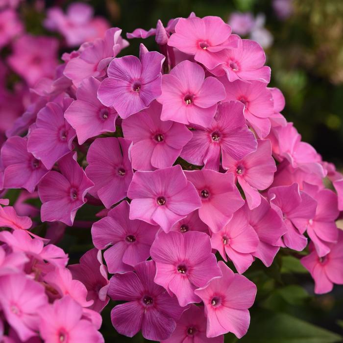 Phlox Super Ka-Pow White 1 Gal