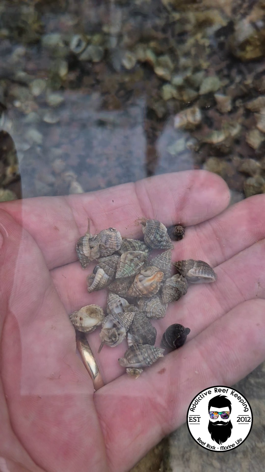 10 PACK Eastern Vibex Nassarius Snail – Live Sand-Cleaning Crew for Saltwater Aquariums