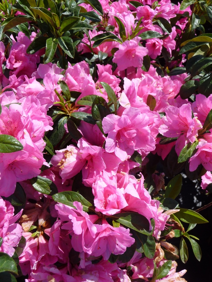 Azalea Gumpo Pink 3 Gal
