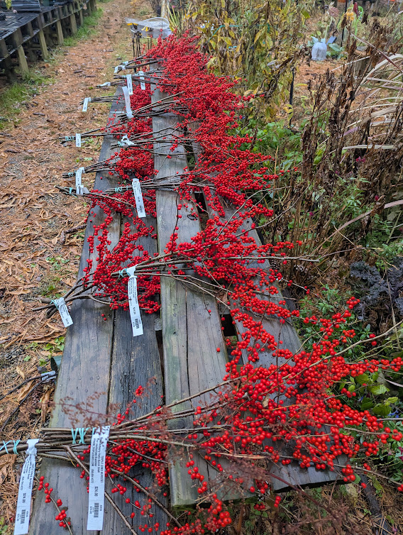Winterberry Holly Branches & Bunches Ilex verticillata Red or Orange