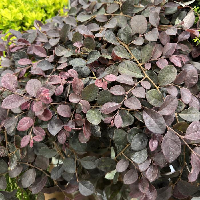 Loropetalum Red Diamond 3 Gal