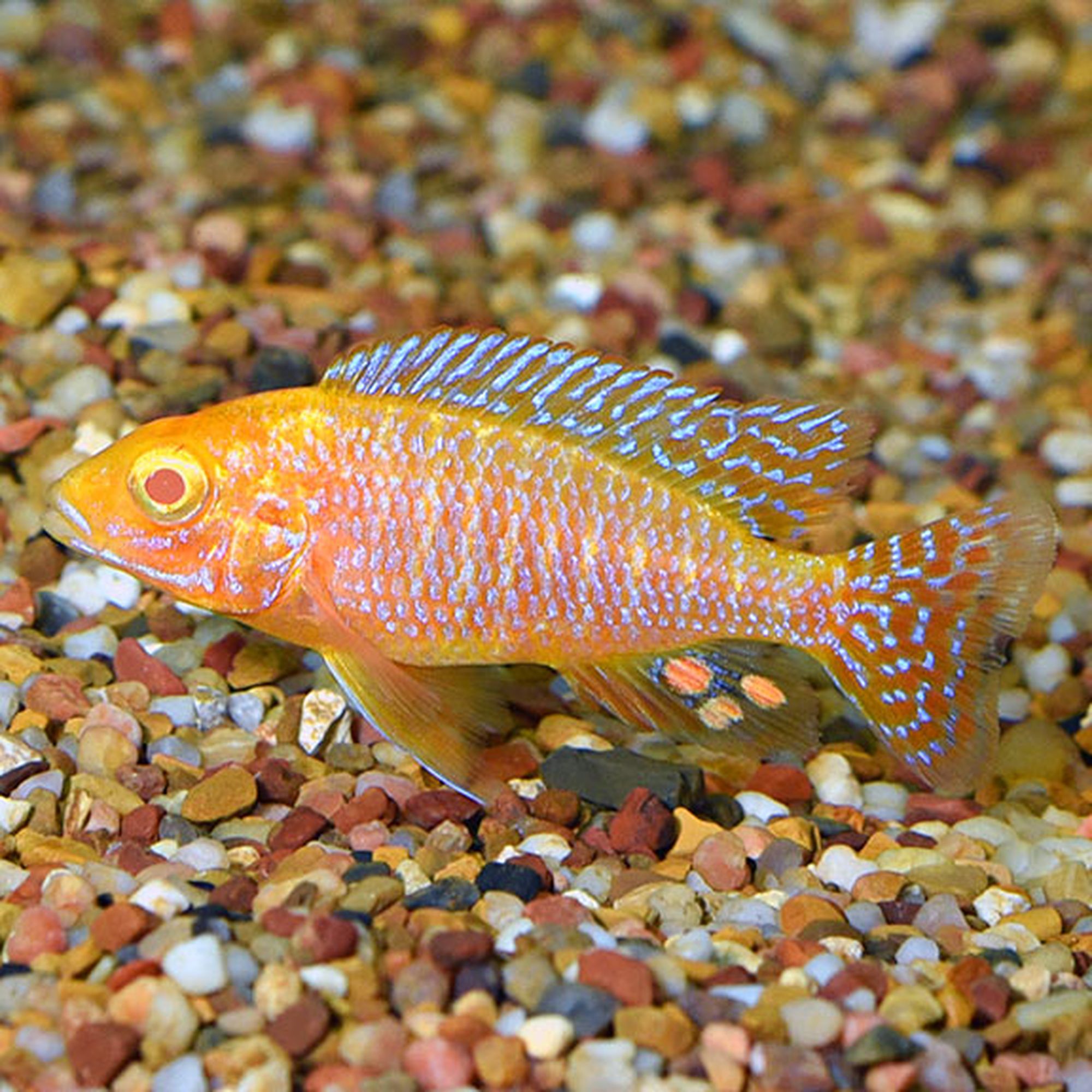 OB Cherry Peacock
