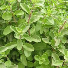 Marjoram, 3.5"