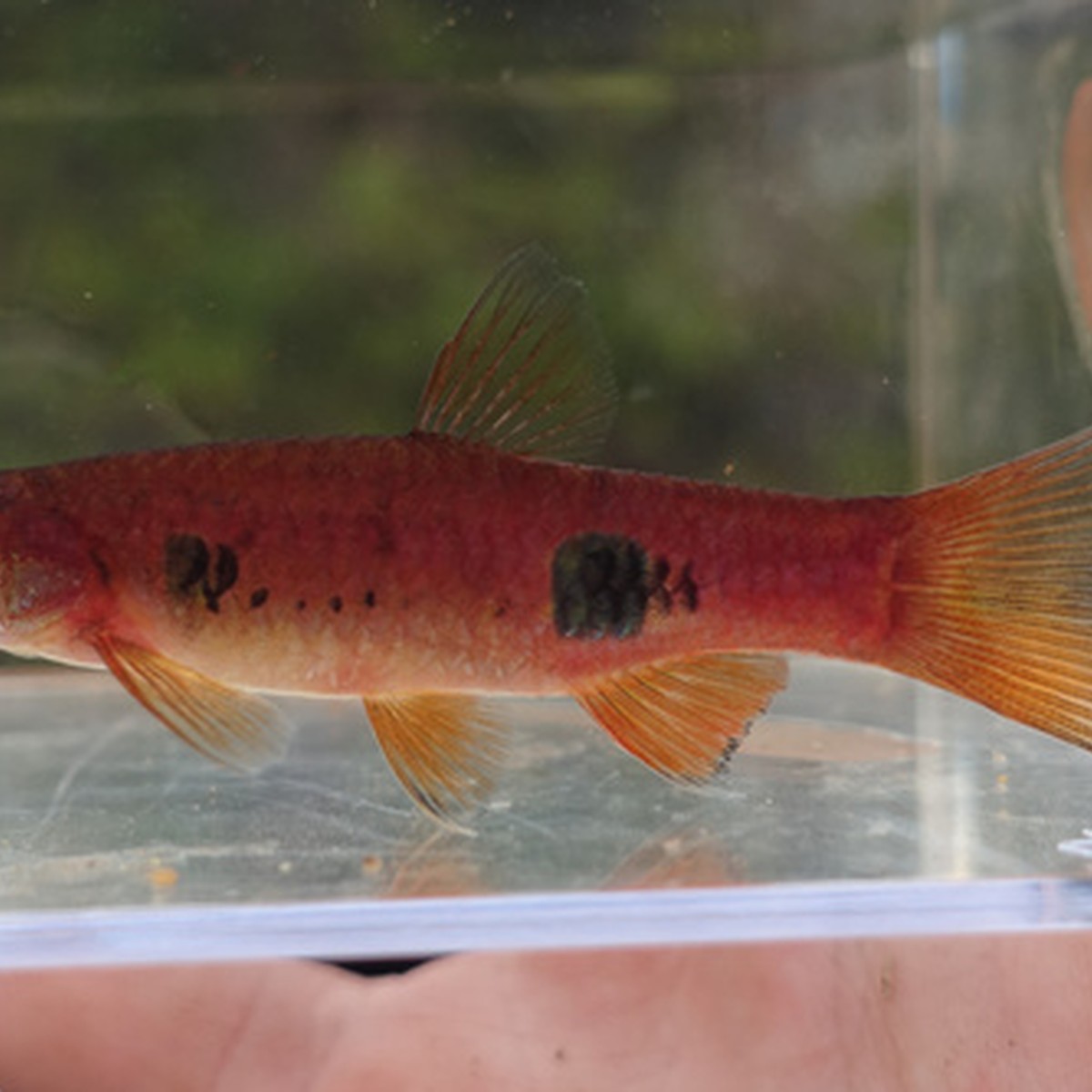 Dwarf Clown Spotted Rasbora