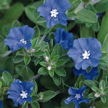 Blue Daze 1 Gal PW