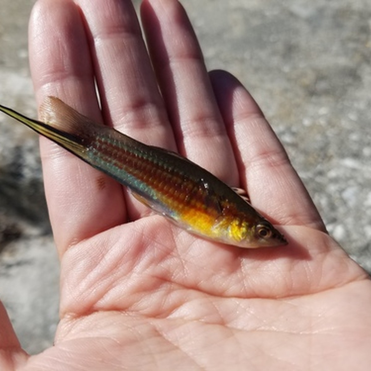 Assorted Swordtail