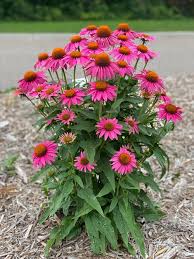 Pow Wow Wild Berry Coneflower (Echinacea)
