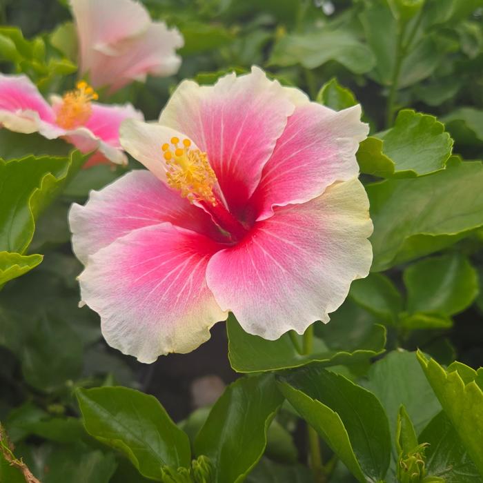 Hibiscus Hollywood Trophy Wife 3 Gal