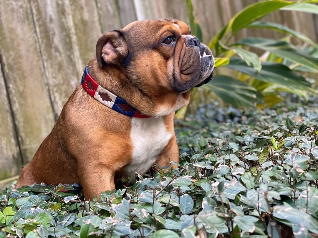 Zilker Belts - Willie Dog Collar
