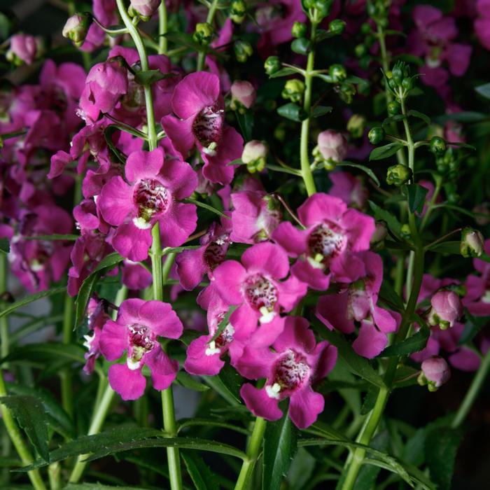 Angelonia Purple 1 Gal