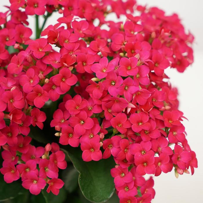 Kalanchoe Perfecta White 6"