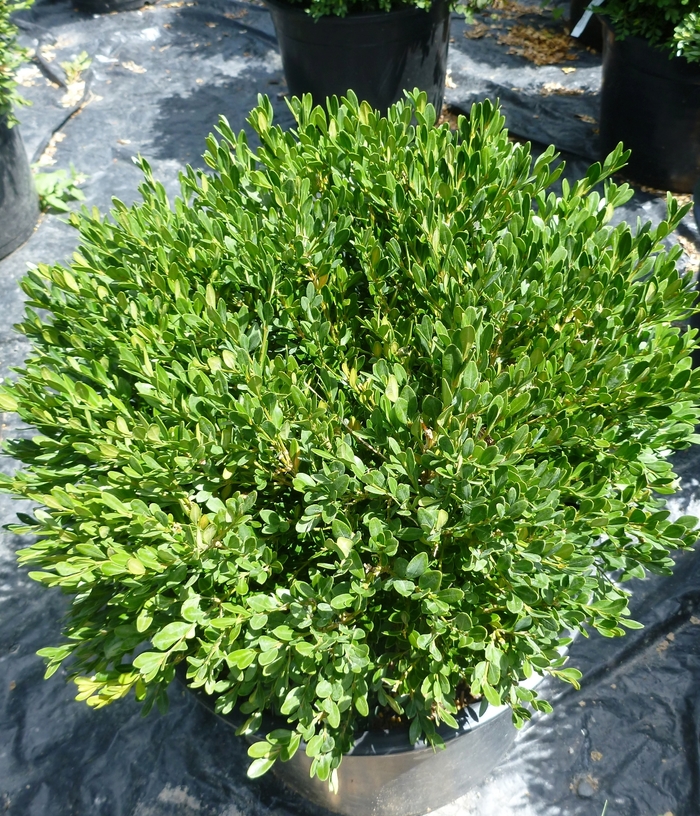 Boxwood Sprinter 3 Gal