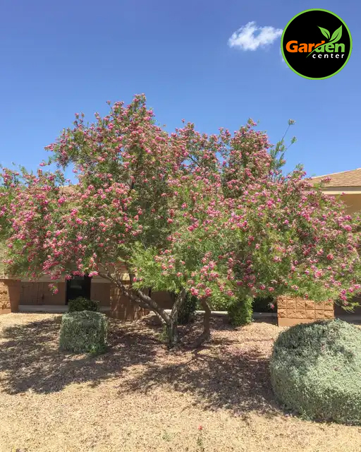 Desert Willow 'Bubba' at Garden Center of Las Cruces