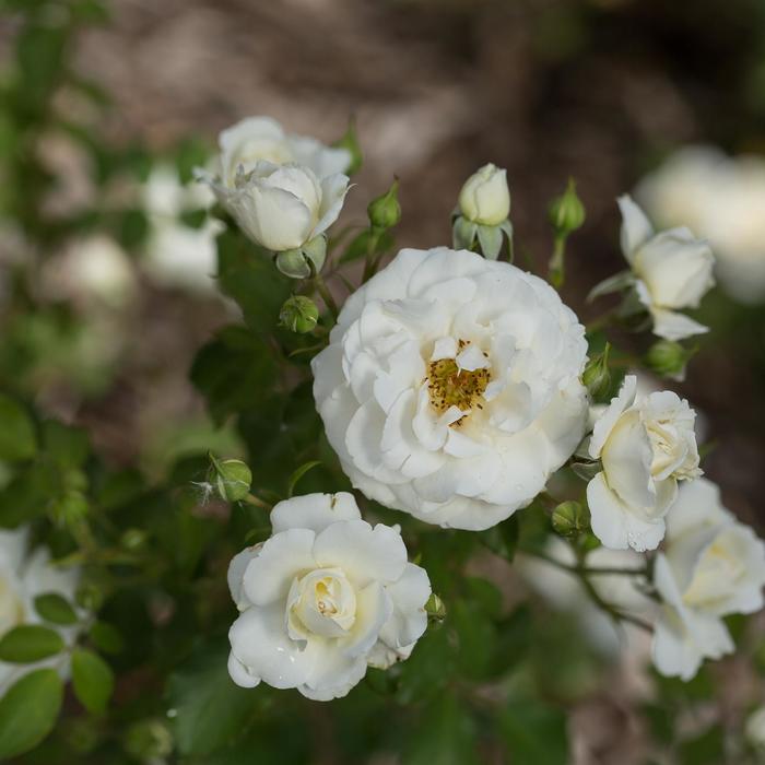 Rose Yellow Brick Road 3 Gal
