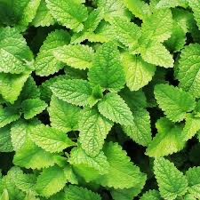Mint, 4"