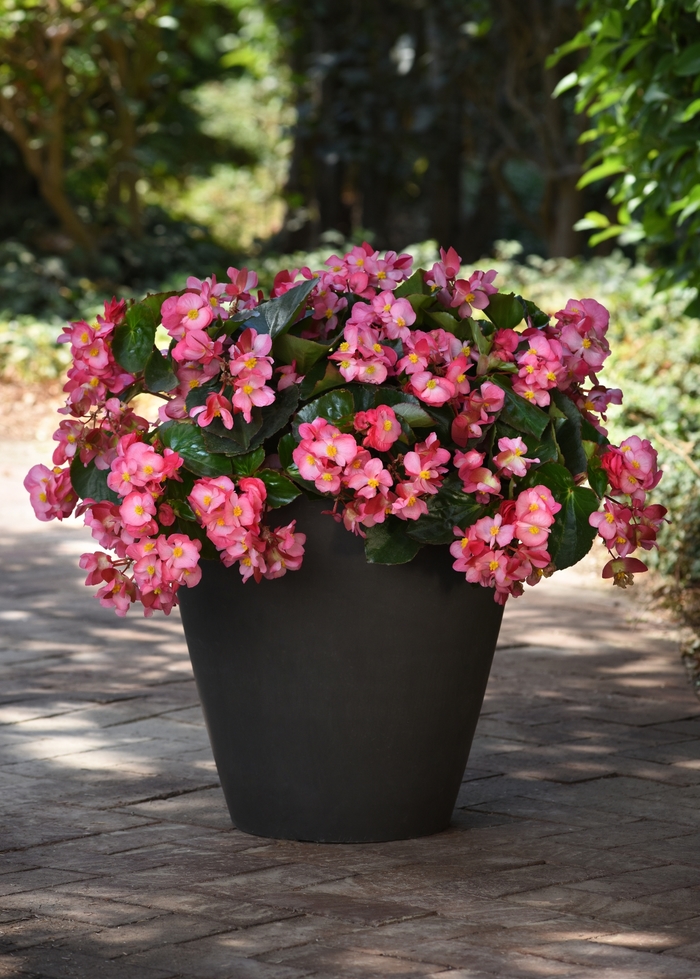 Begonia Megawatt Red 1 Gal