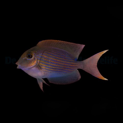 Fineline Bristletooth Tang