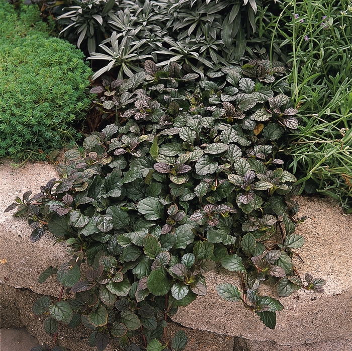 Ajuga Burgundy Glow 6"