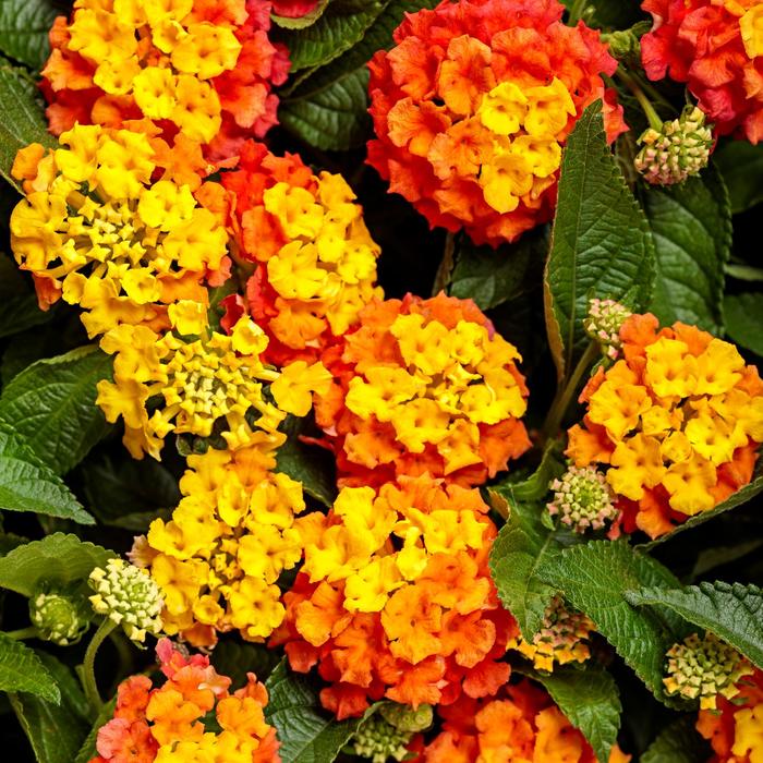 Lantana Luscious Pink Berry Blend Quart PW