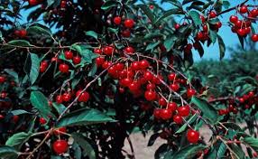 Montmorency Cherry (Prunus), 7 gallon