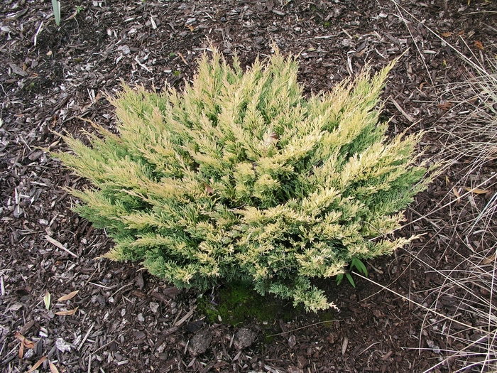 Juniper Mother Lode 1 Gal