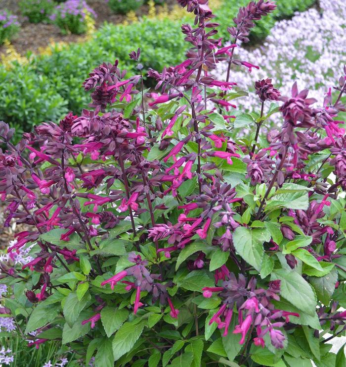 Russian Sage 5 Gal